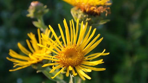 Close-Up View of Yellow Flowers