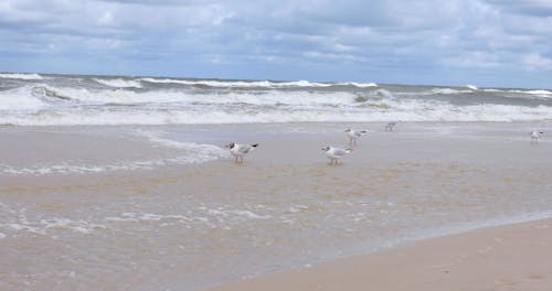 Seagulls on Beach Shore