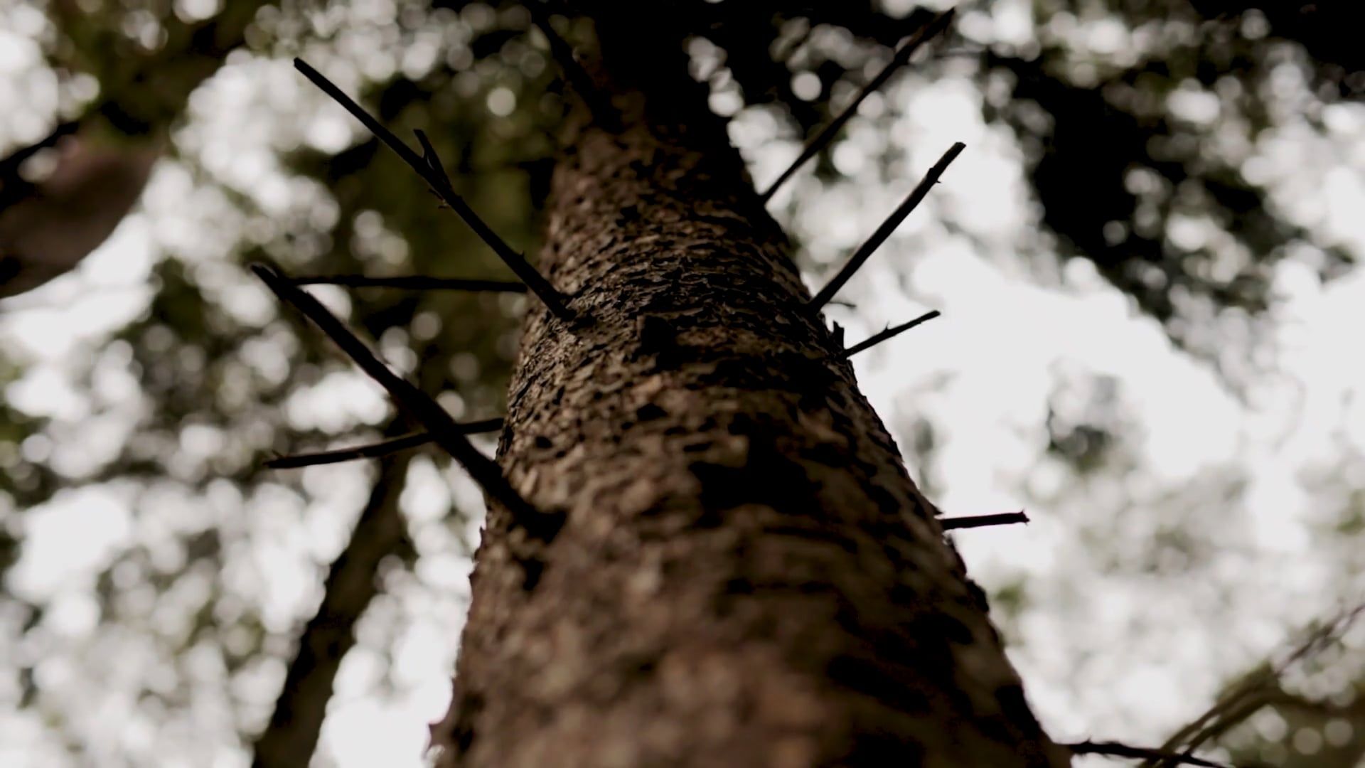 Close Up Footage of a Tree Trunk Free Stock Video Footage, Royalty-Free ...