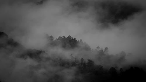 Forest Covered in Fog