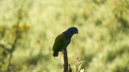 A Green Bird Perched on a Branch
