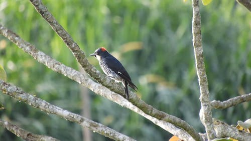 Bird Perched on a Branch