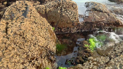 Crab Climbing on the Rock