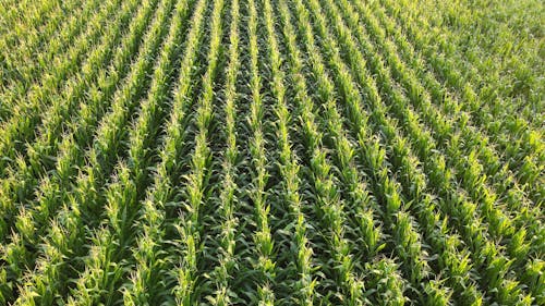 Drone Footage of Corn Field