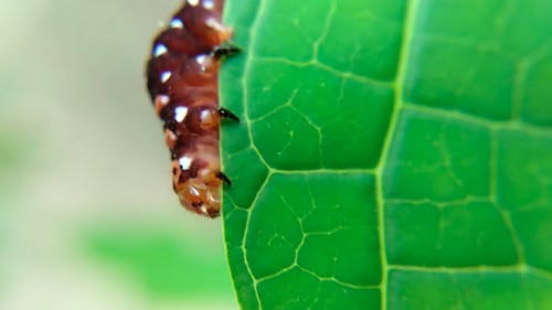 Close-Up View of a Brown Caterpillar Crawling on Green Leaf