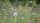 meadow
