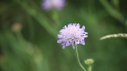 A Beautiful Purple Flower