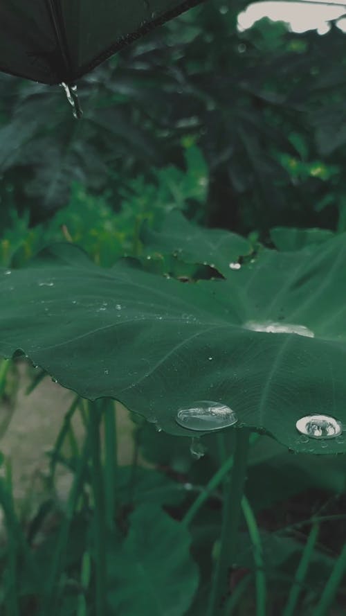 Raindrops Falling on the Green Leaves