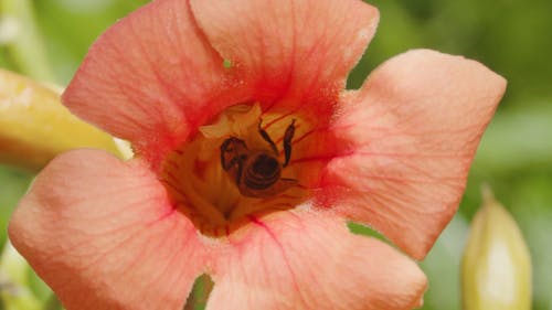 Bee Inside a Flower