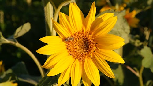 Close Up View of a Bee on a Sunflower