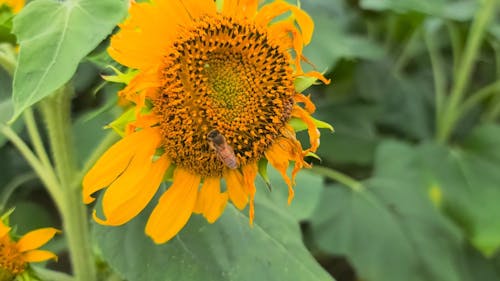 Bee on the Sunflower