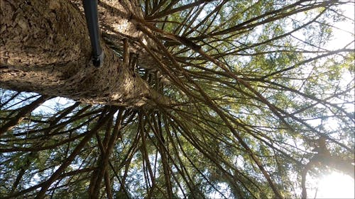 Low Angle Shot of a Tree