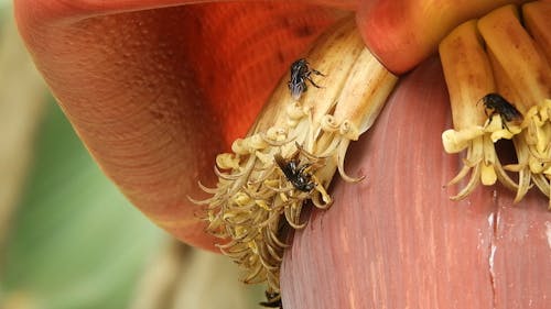 Extreme Close-Up Shot of Bees in a Flower