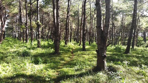 Footage of Forest Trees