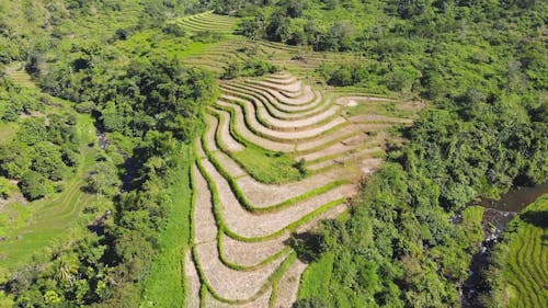 Drone Footage of Rice Fields