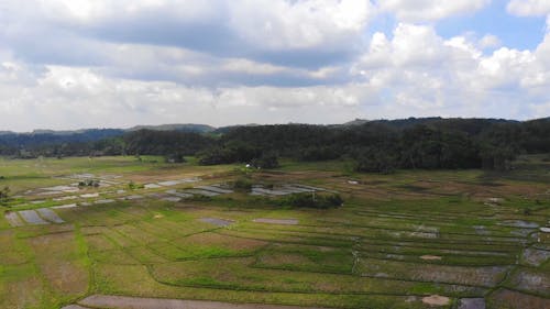 Drone Footage of Rice Fields