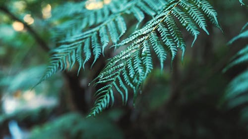 Selective Focus of Dark Green Fern Leaves