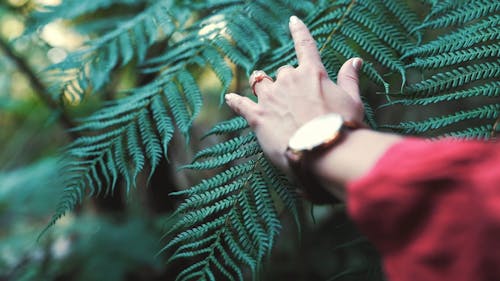 Close-Up View of a Person Touching a Fern Leaves