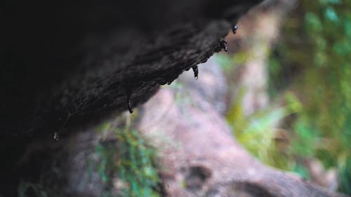 Selective Focus of Waterdrops