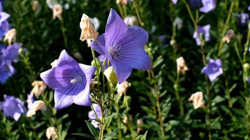 Close Up Footage of a Flowers