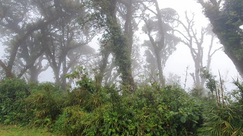 Video Of A Windy And Misty Day In The Woods 