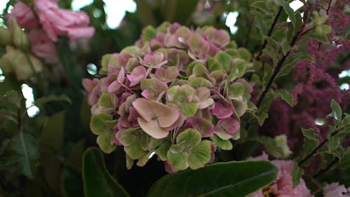 Vibrant Flowering Plant