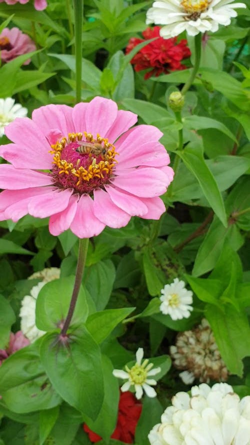 Close UP Footage of a Bee on a Flowers