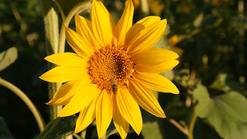 Bee in a Sunflower