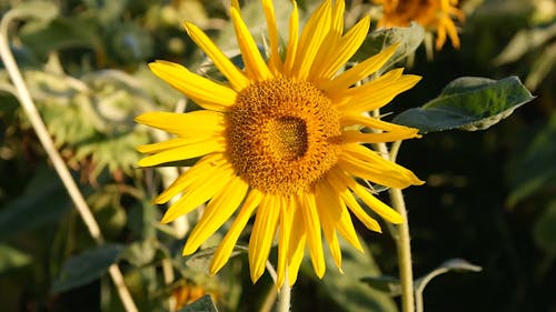 Close-Up of a Sunflower