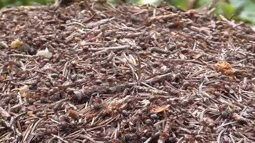 A Colony of Ants in an Anthill