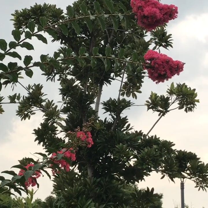 Potted Flower Bearing Plants In A Garden · Free Stock Video