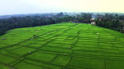 Drone Footage Of Rice Fields 