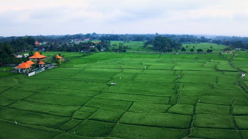 Drone Footage Of Rice Field Plantation 