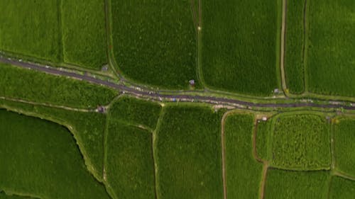 Drone Footage Of Rice Field Plantation 