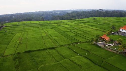 Drone Footage Of Rice Field Plantation 