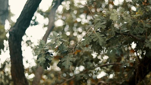 Close-Up Video Of Green Leaves On A Windy Day