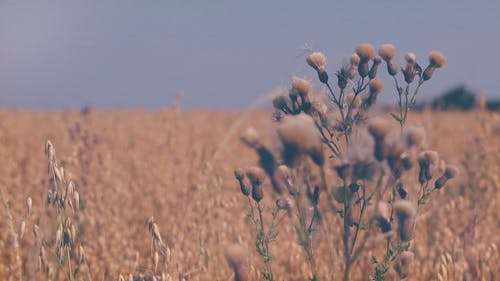 Thistle Flowers in Field