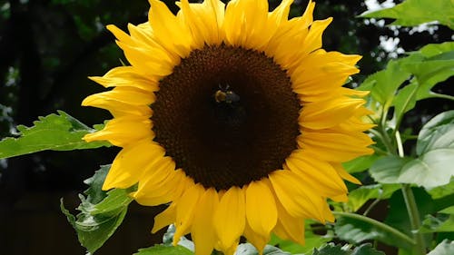 Honey Bee on Sunflower