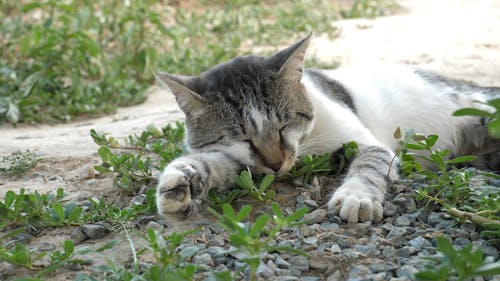 Funny Cat Videos, Download The BEST Free 4k Stock Video Footage & Funny Cat HD Video Clips Funny Cat Videos, Download The BEST Free 4k Stock Video Footage & Funny Cat HD Video Clips