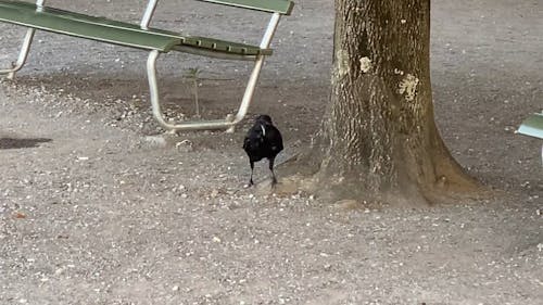 Crow Walking at the Park