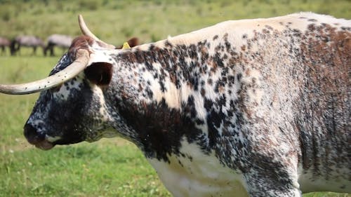 Cow Eating Grass