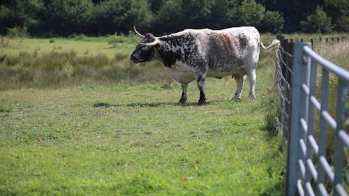 Cow at a Farm