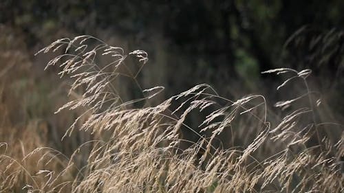 Close-up Video of a Grass