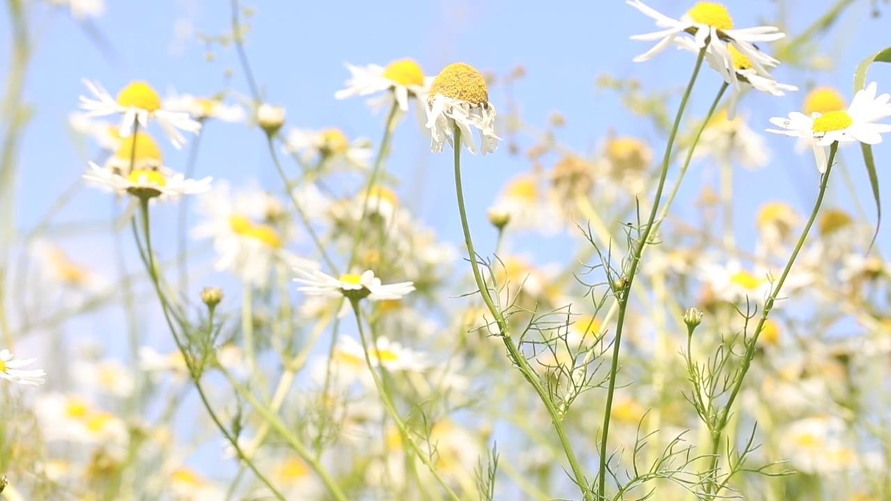 Herbal Plant Videos, Download The BEST Free 4k Stock Video Footage ...