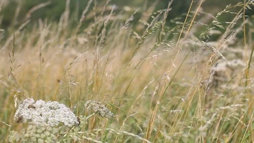 Wheat Grass Swaying By The Wind