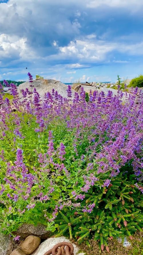 Purple Flowers