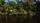 mangrove