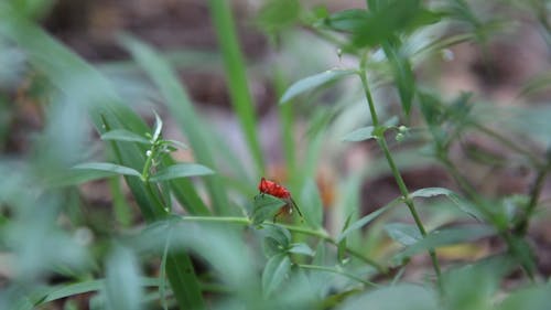 Red Insect Crawling on Green Leaves