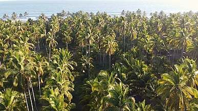 aerial shot of palm trees