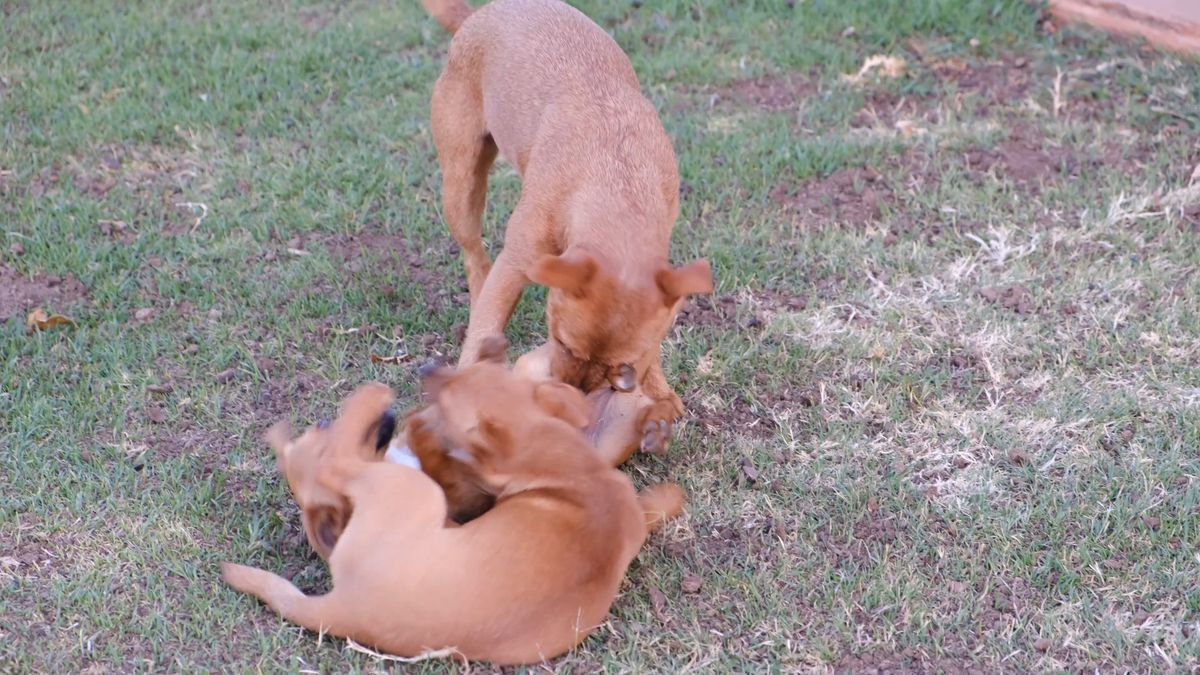 Rex & Pixel — Full speed, zero brakes. The park at golden hour.